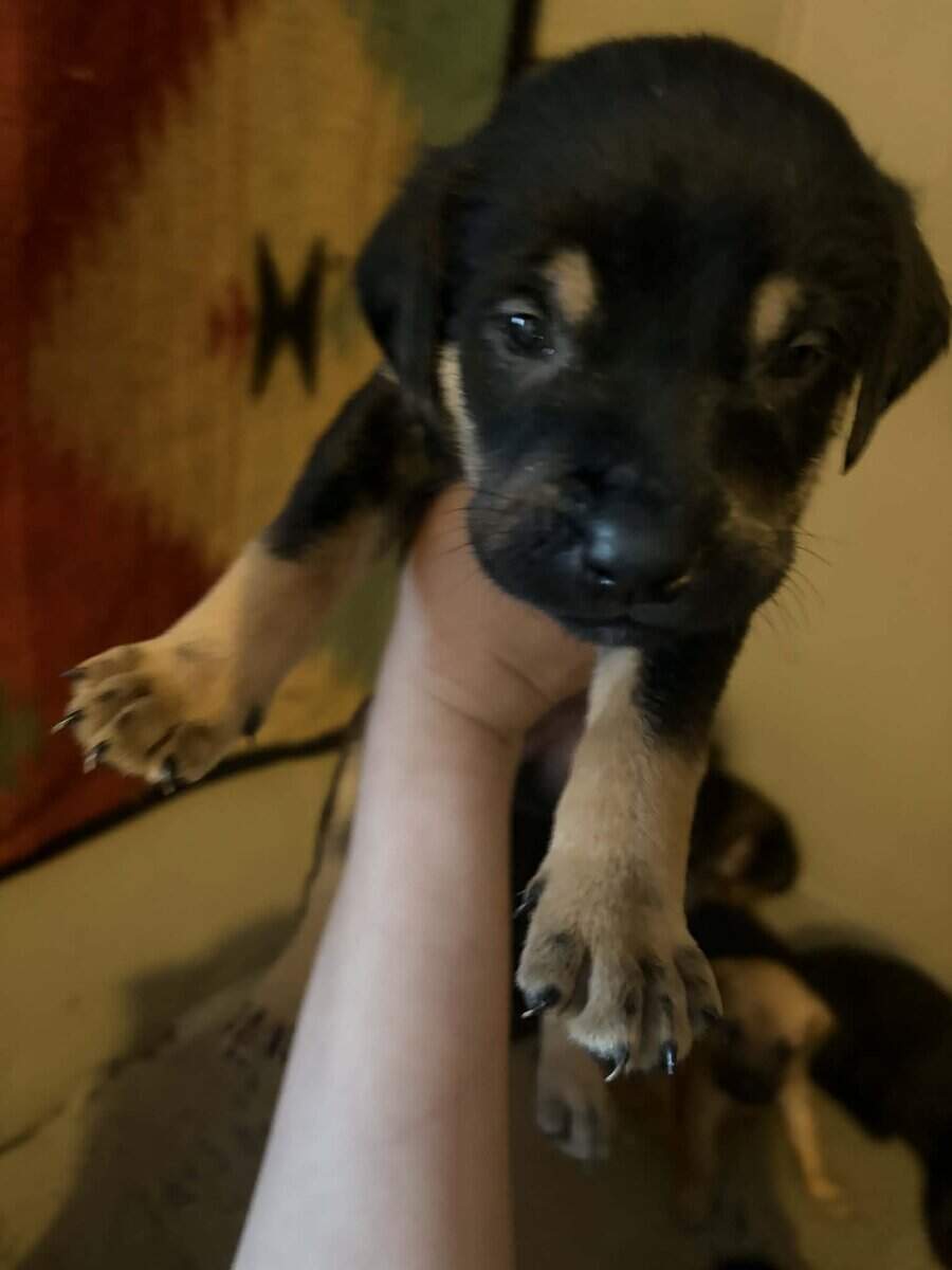Black lab mix puppies image 10