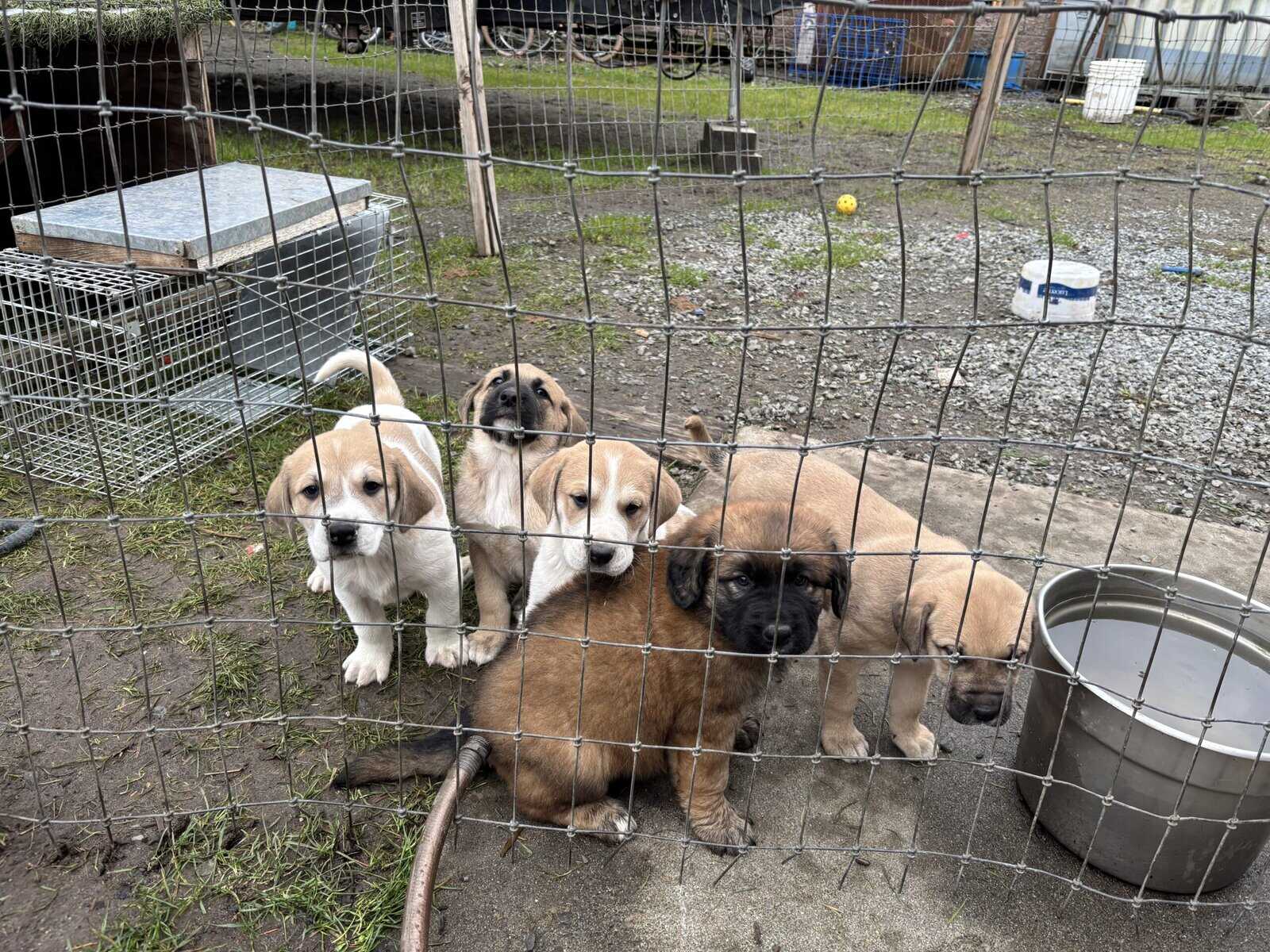 Puppies (large breed) image 1