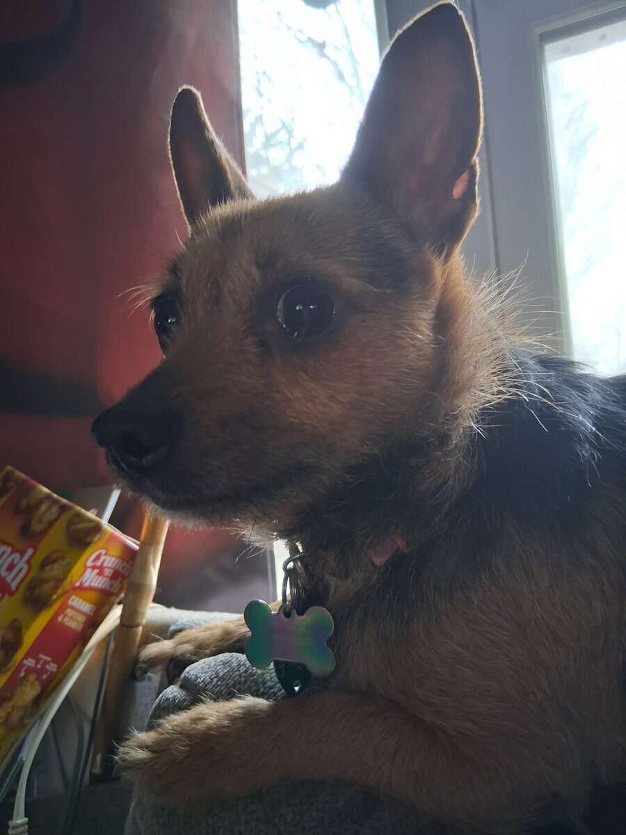 4 yr old female chorkie image 1