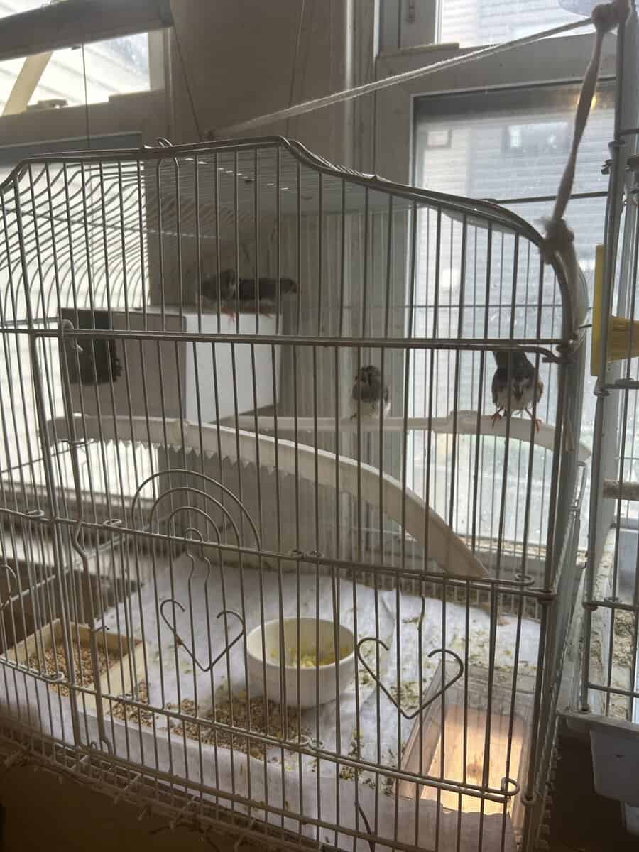 Zebra finches image 6