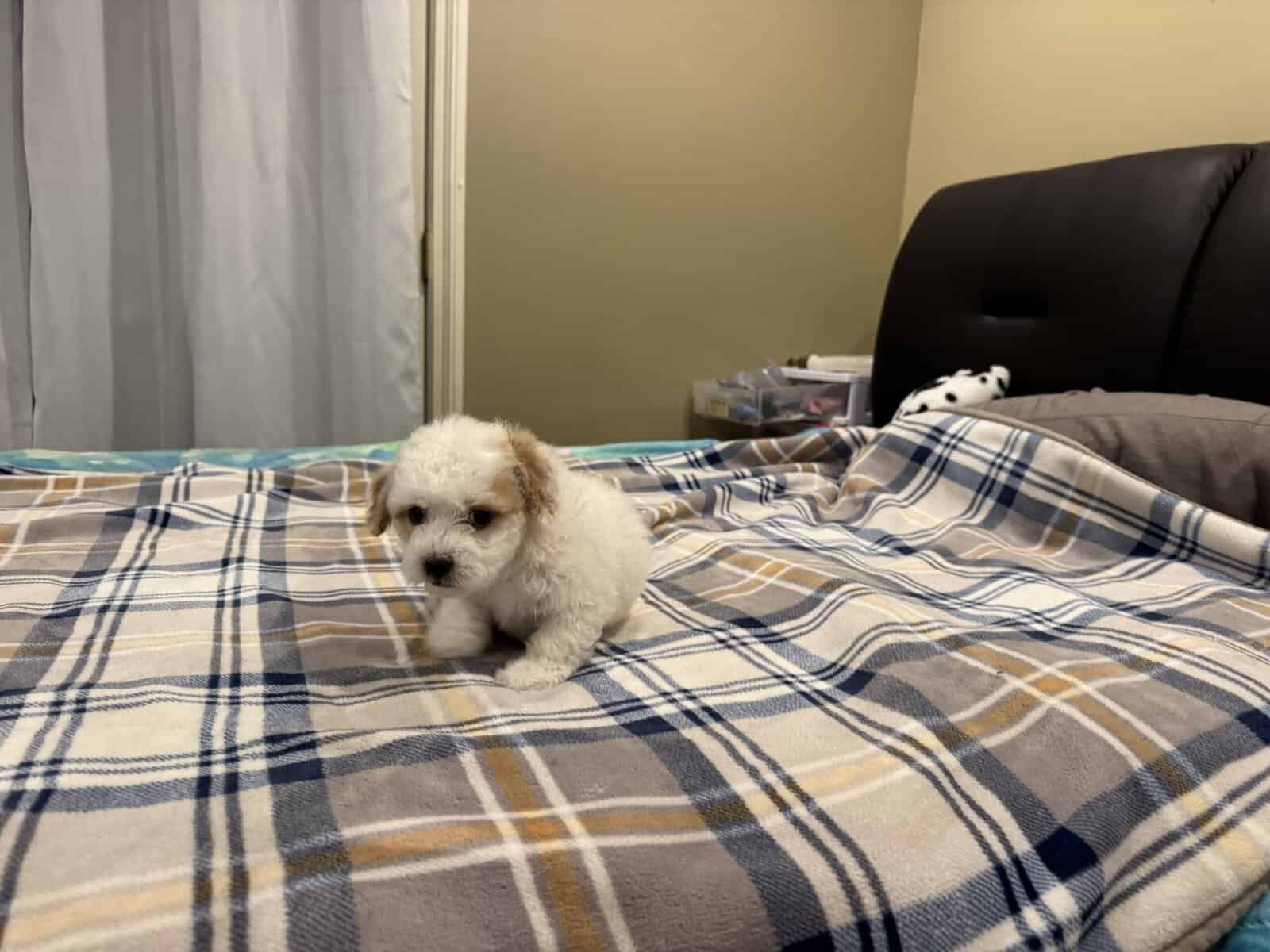HAVAPOO puppies image 6