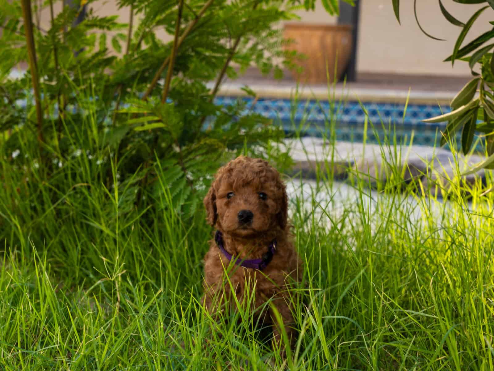 Nori - Home raised Female F1B Goldendoodle image 4