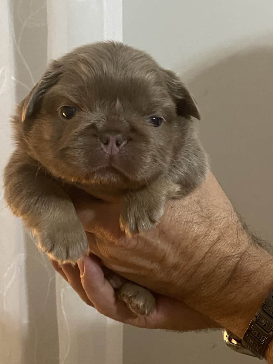 AKC male fluffy pup image 4