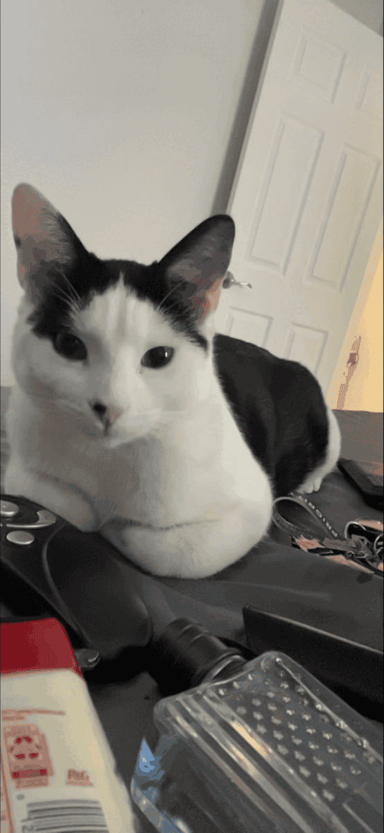 American Shorthair Cat image 3