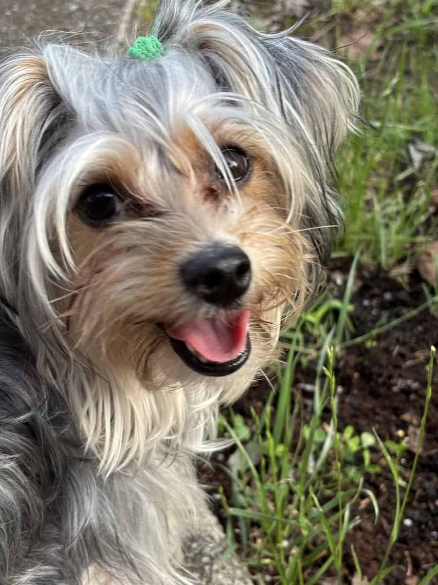 Yorkies yorkies!!!! image 21