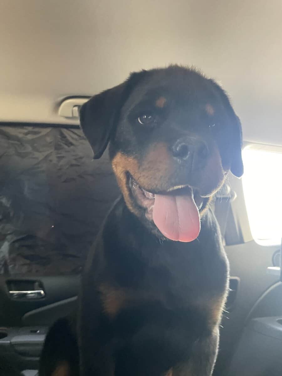 Rottweiler 100% German bloodline with papers. image 1