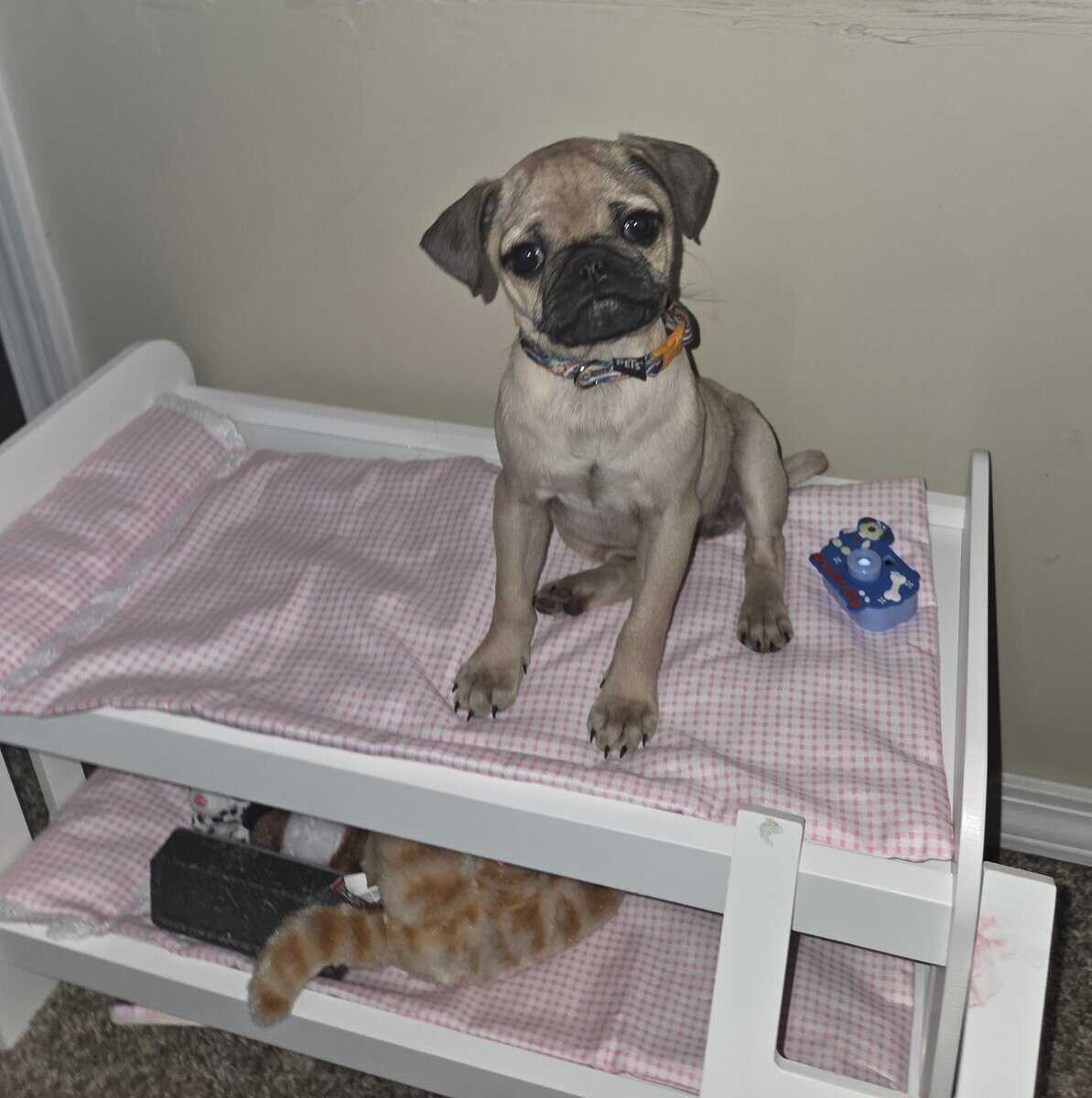 Pug puppy image 1