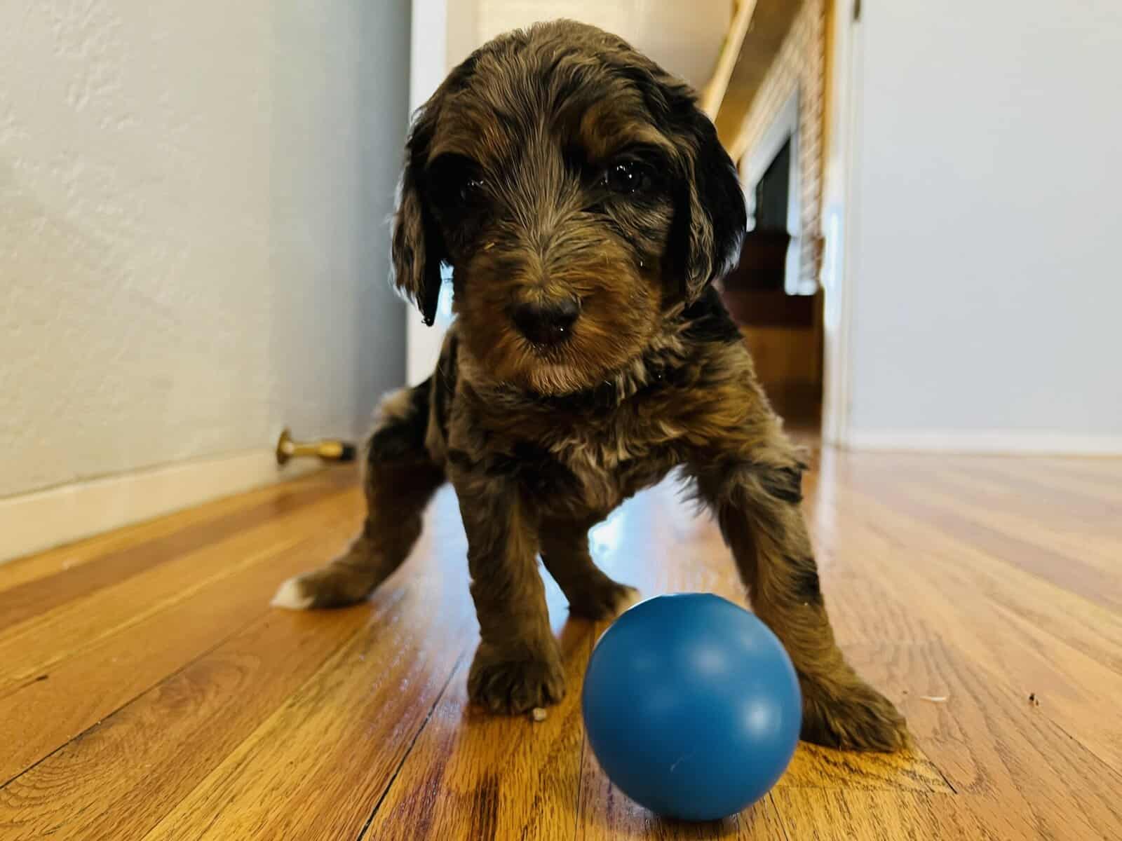 Bernedoodles F1b Southwest image 2