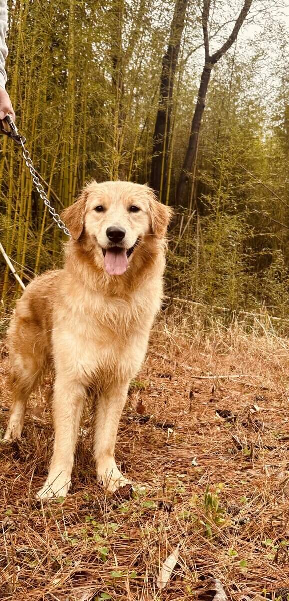 Golden Retriever image 2
