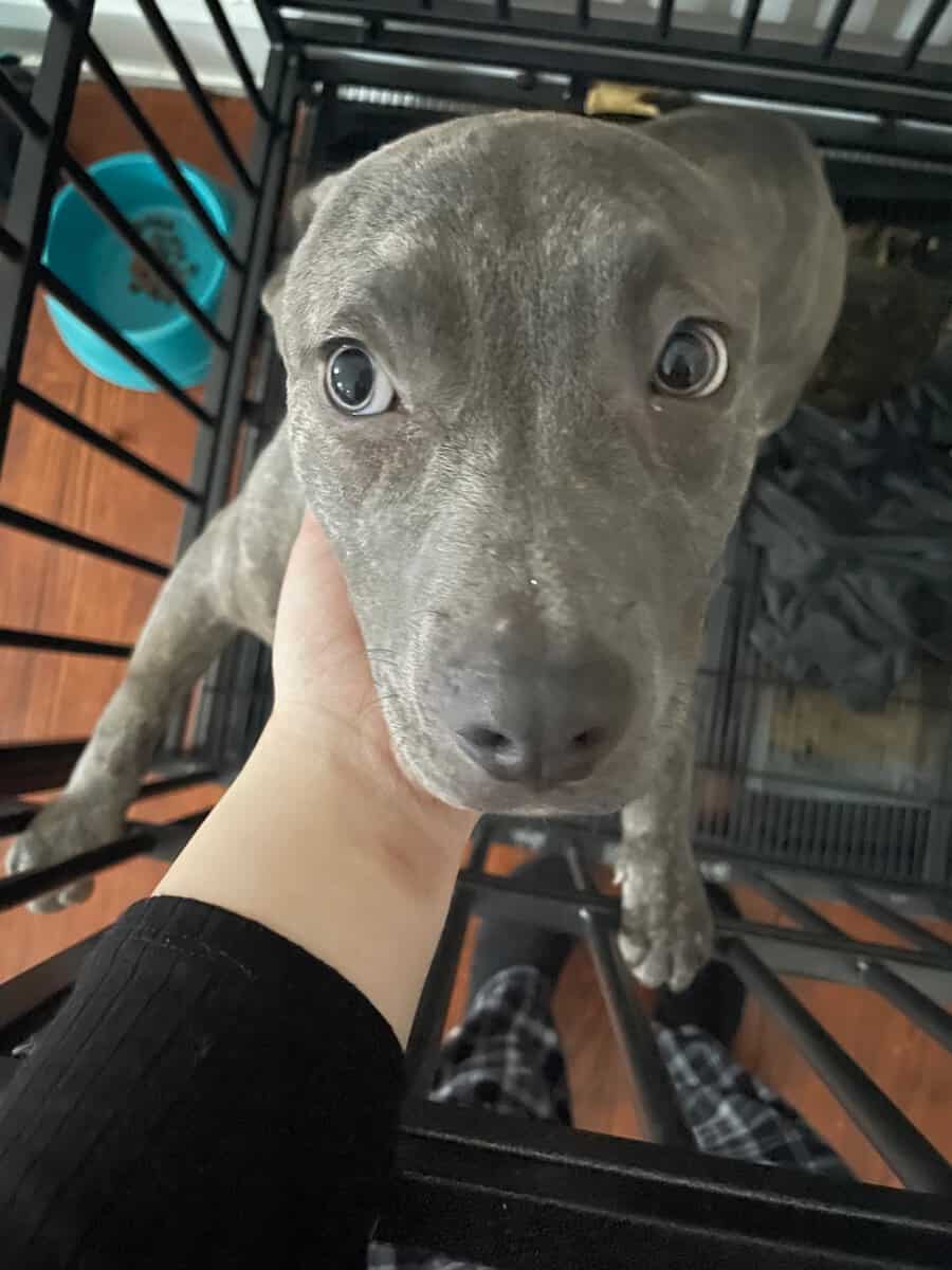 6 month old female pitbull terrier image 2