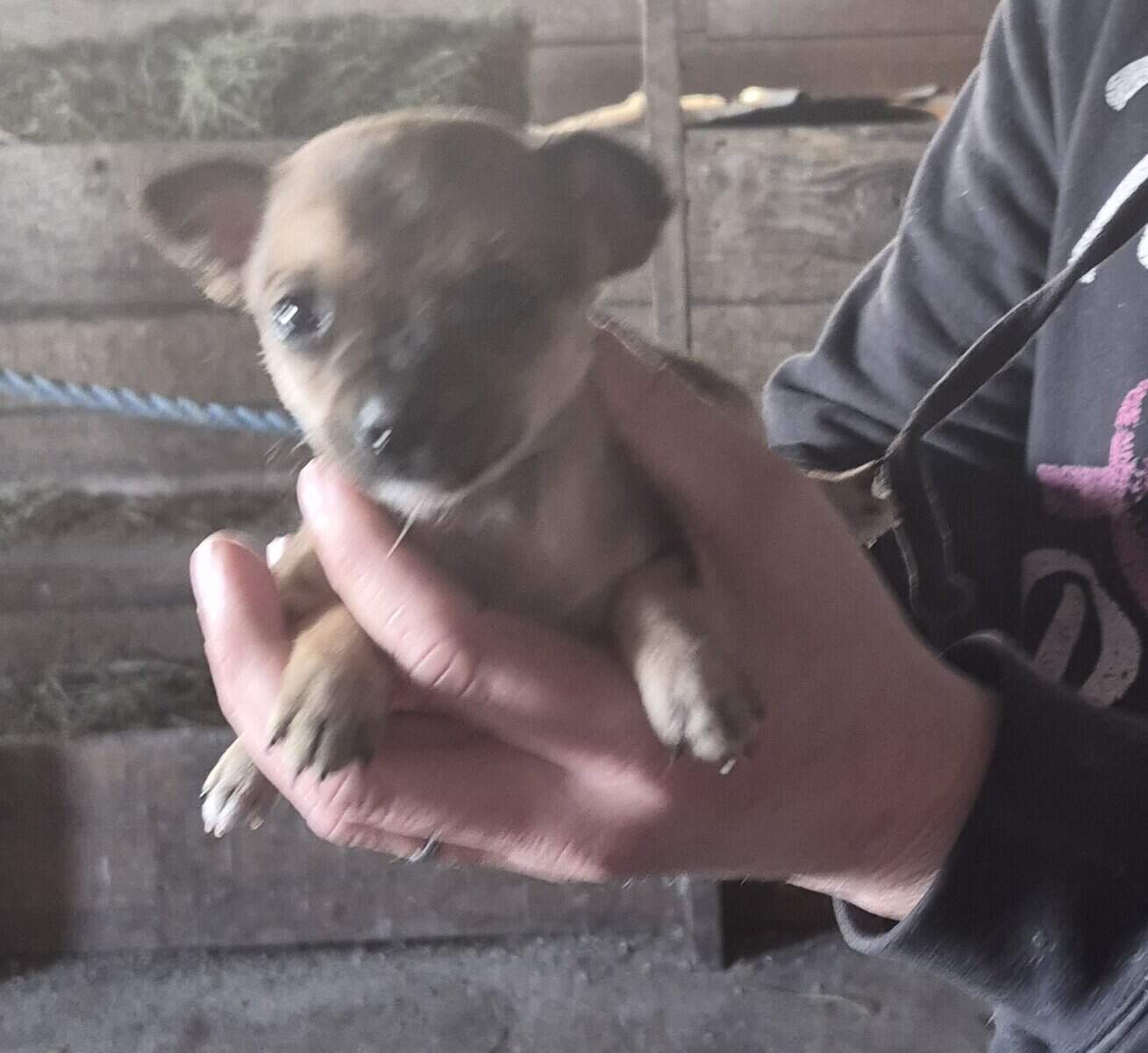 Chichuhua puppies image 4