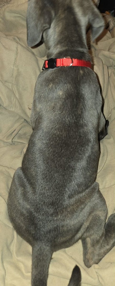 Presa Canario Cane Corso mix 8 weeks old image 22
