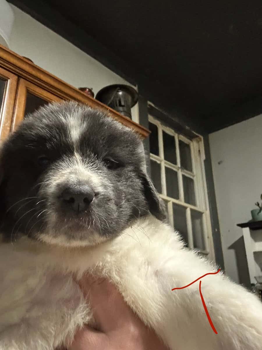 Newfoundland x Great Pyrenees image 5