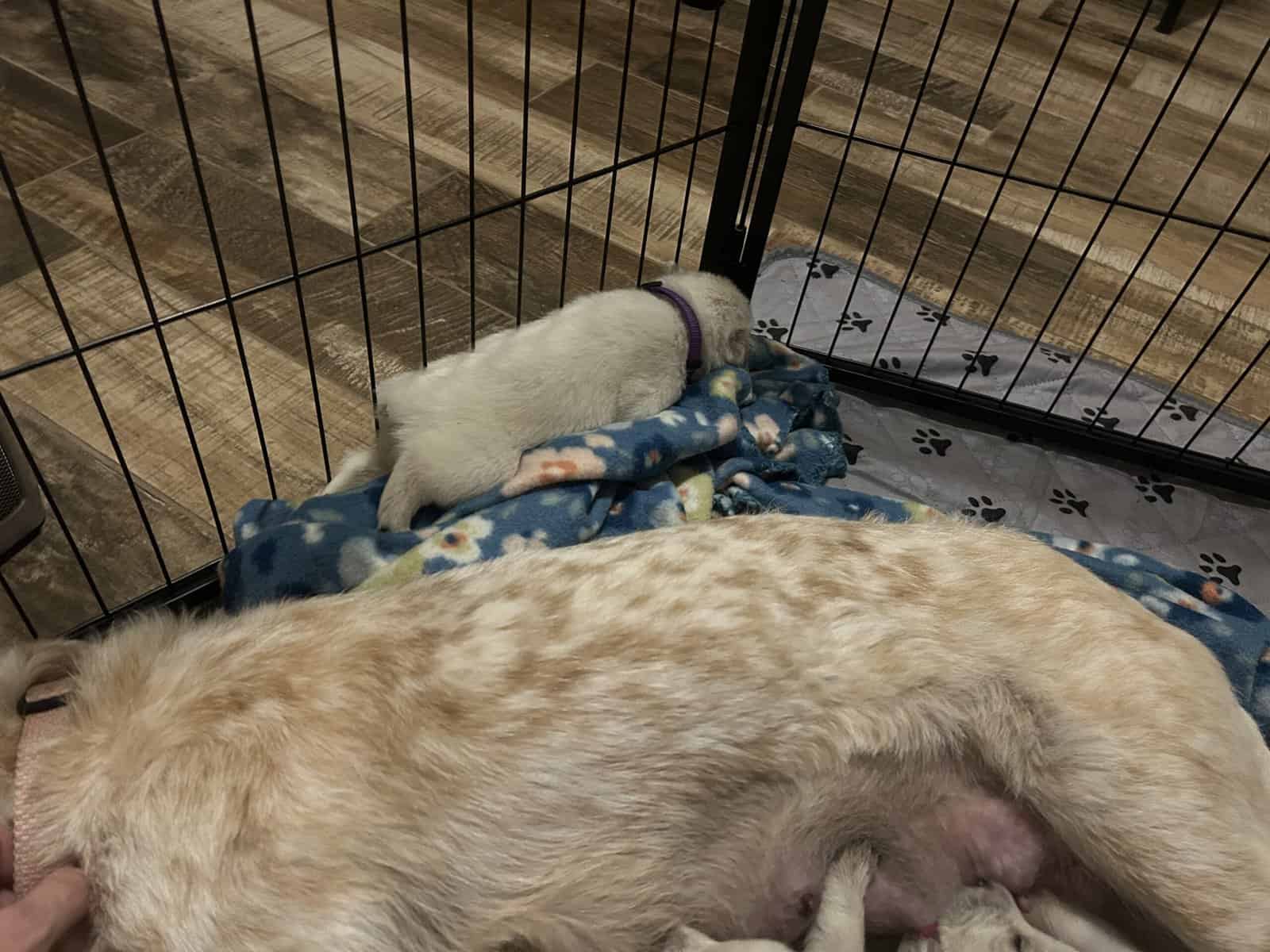 Red & Blue Heeler puppies image 3