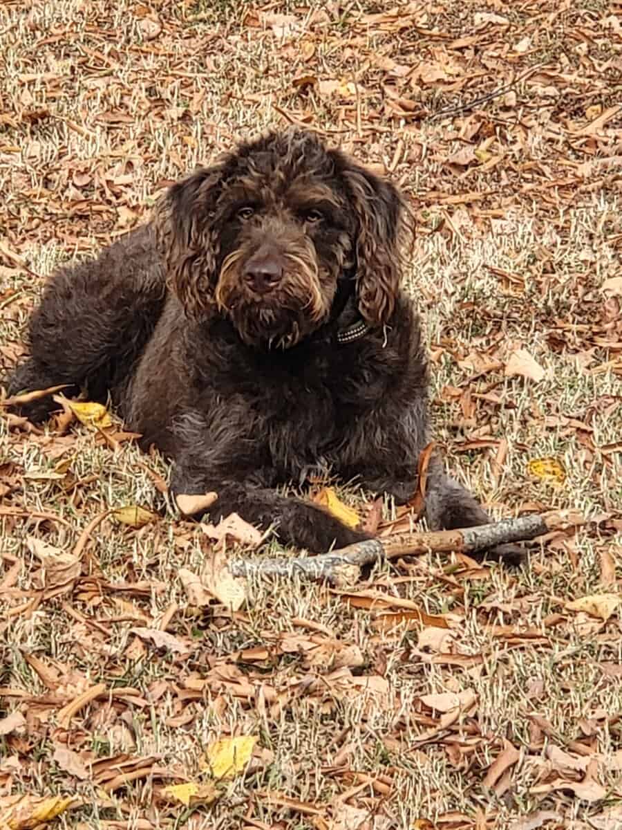 Coco, labradoodle, 2 years old image 10