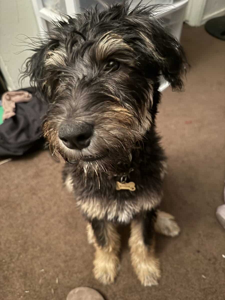 Schnauzer Puppy image 2