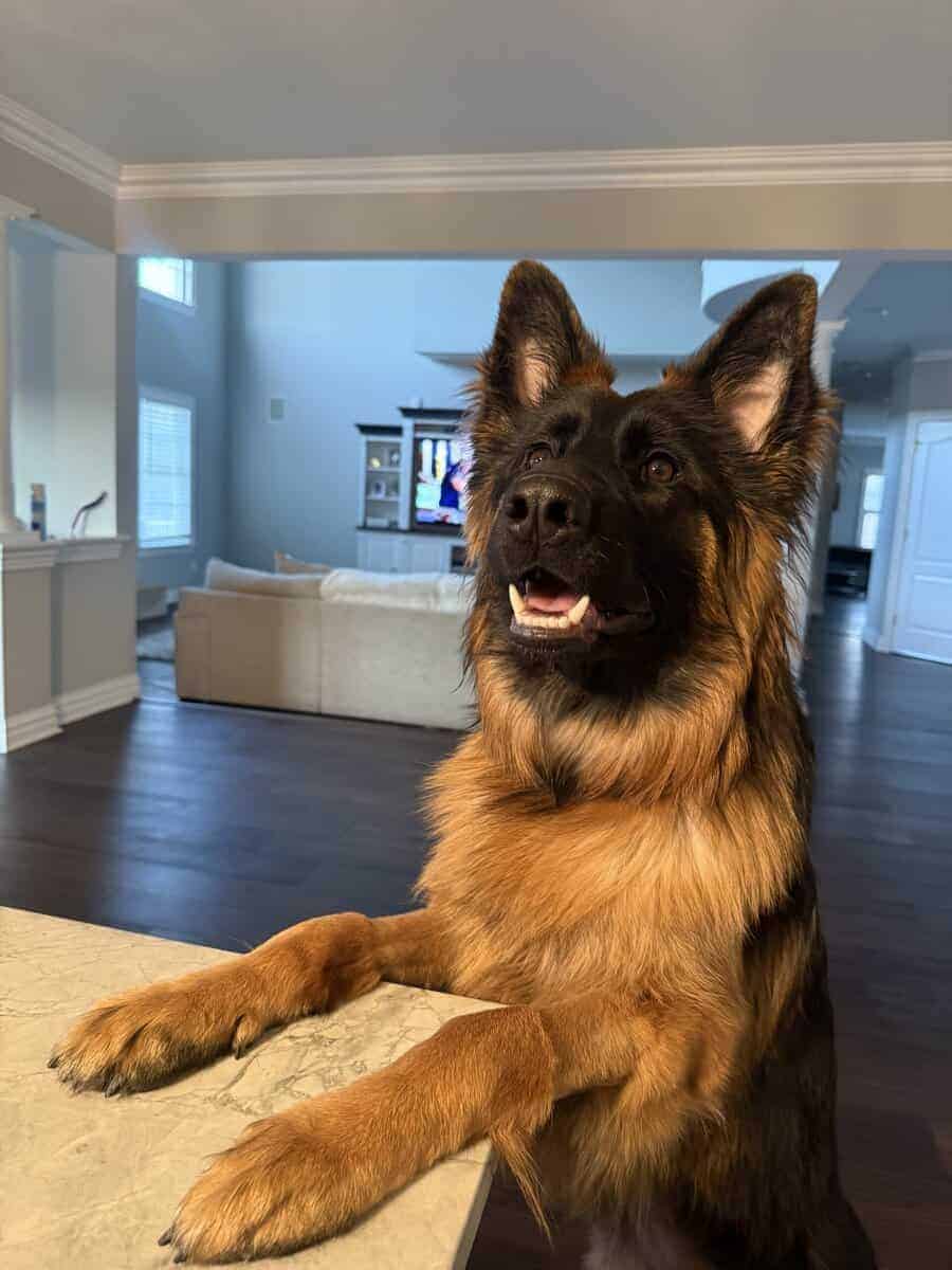 Purebred Champion German Shepherd image 9