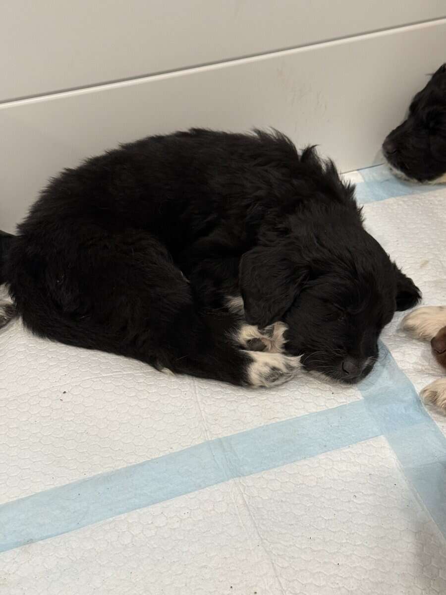 Puppies Needing Their Forever Homes! image 6