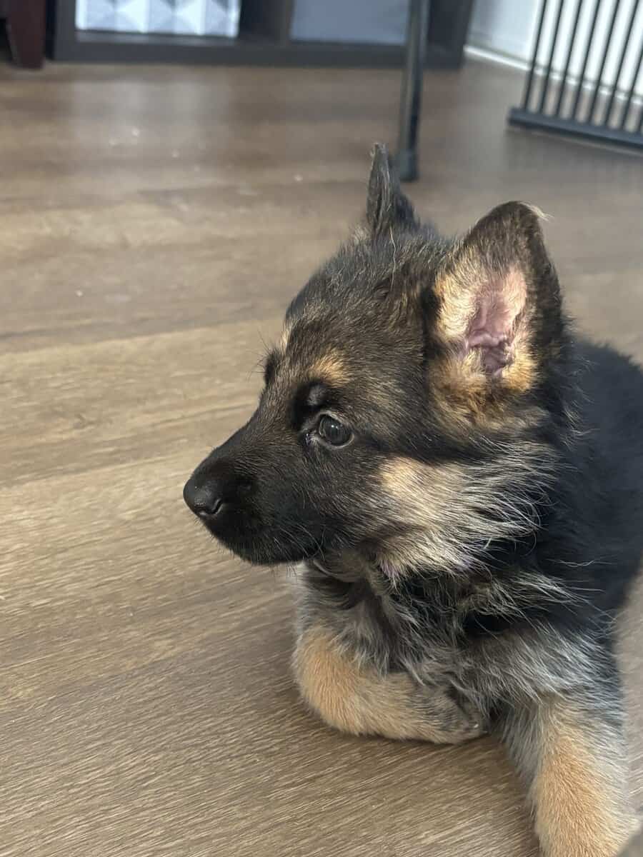 Purebred German Shepherd Puppies image 8