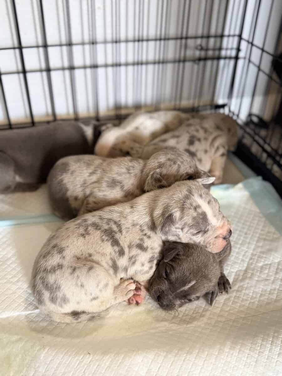 Exotic APB x XL Bully Puppies image 7