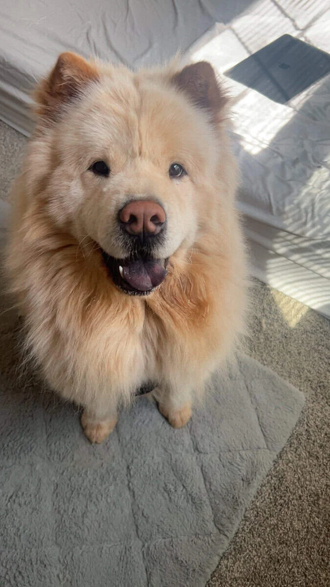 Rehome my pet | PetClassifieds.com - petclassifieds