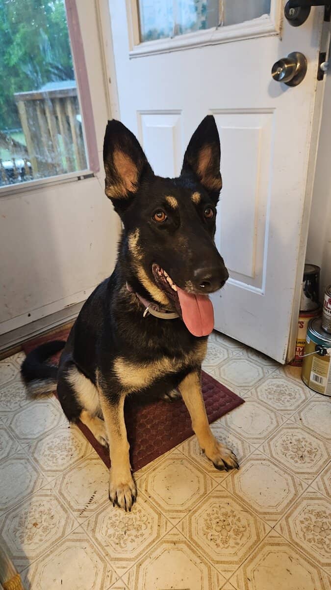 German shepherd mix image 1