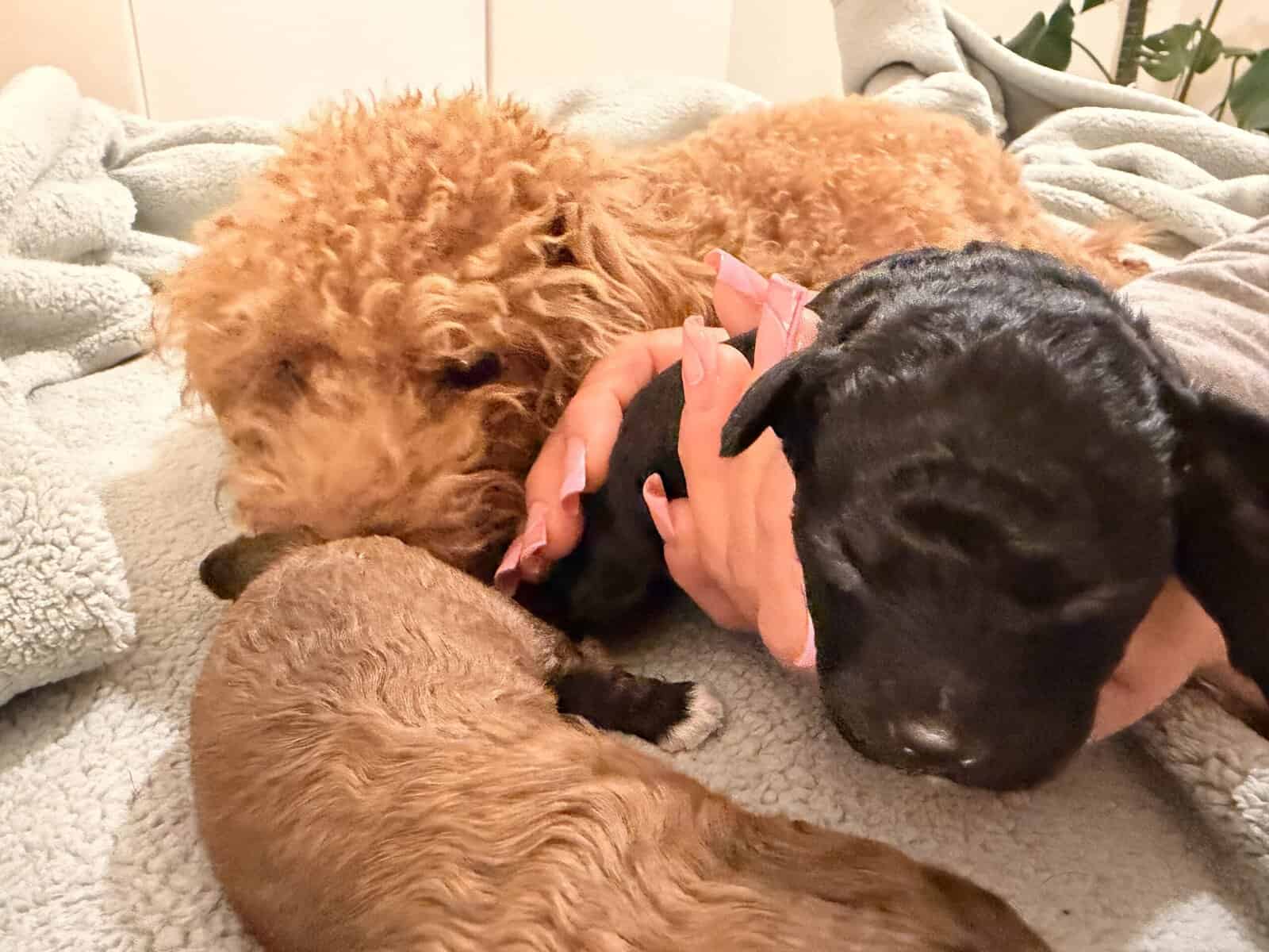 Toy poodles image 9