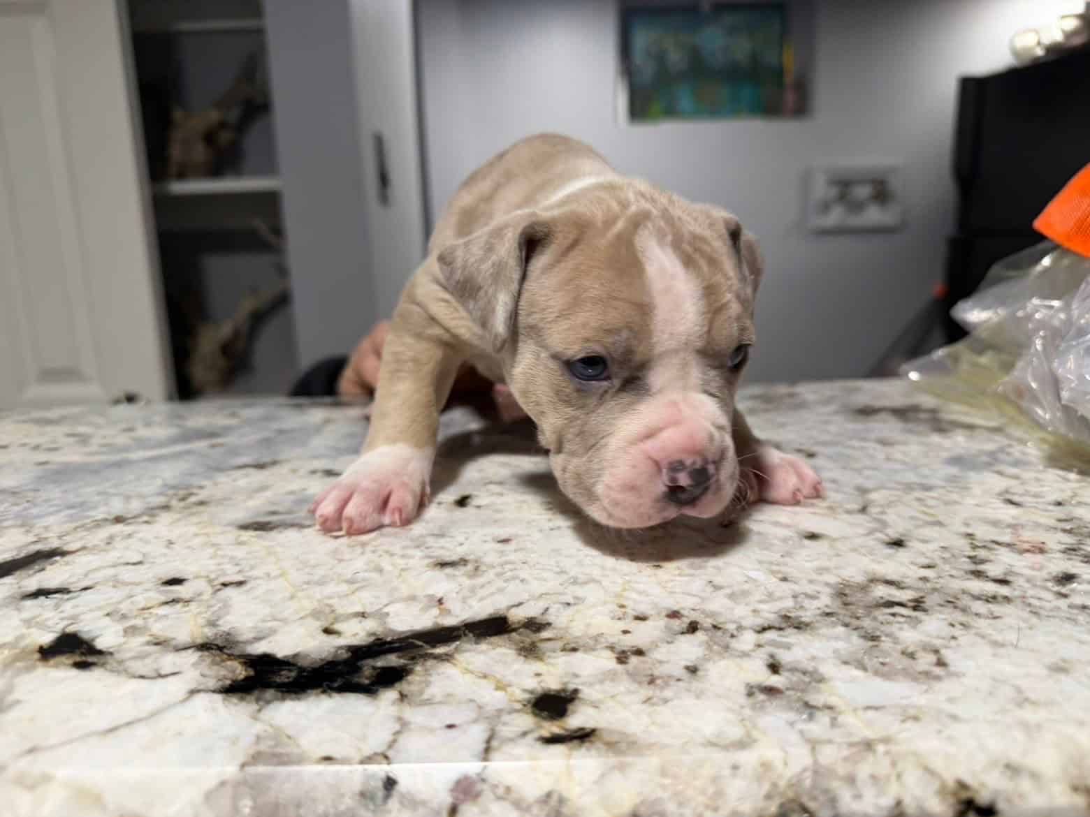 American Bully puppies image 1