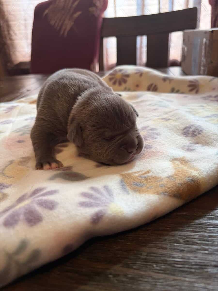 BULLY PUPPIES BULLY PUPPIES image 6