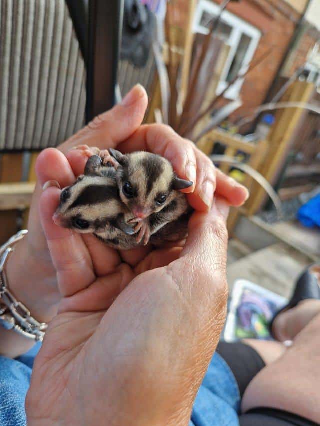 Sugar gliders for sale image 2