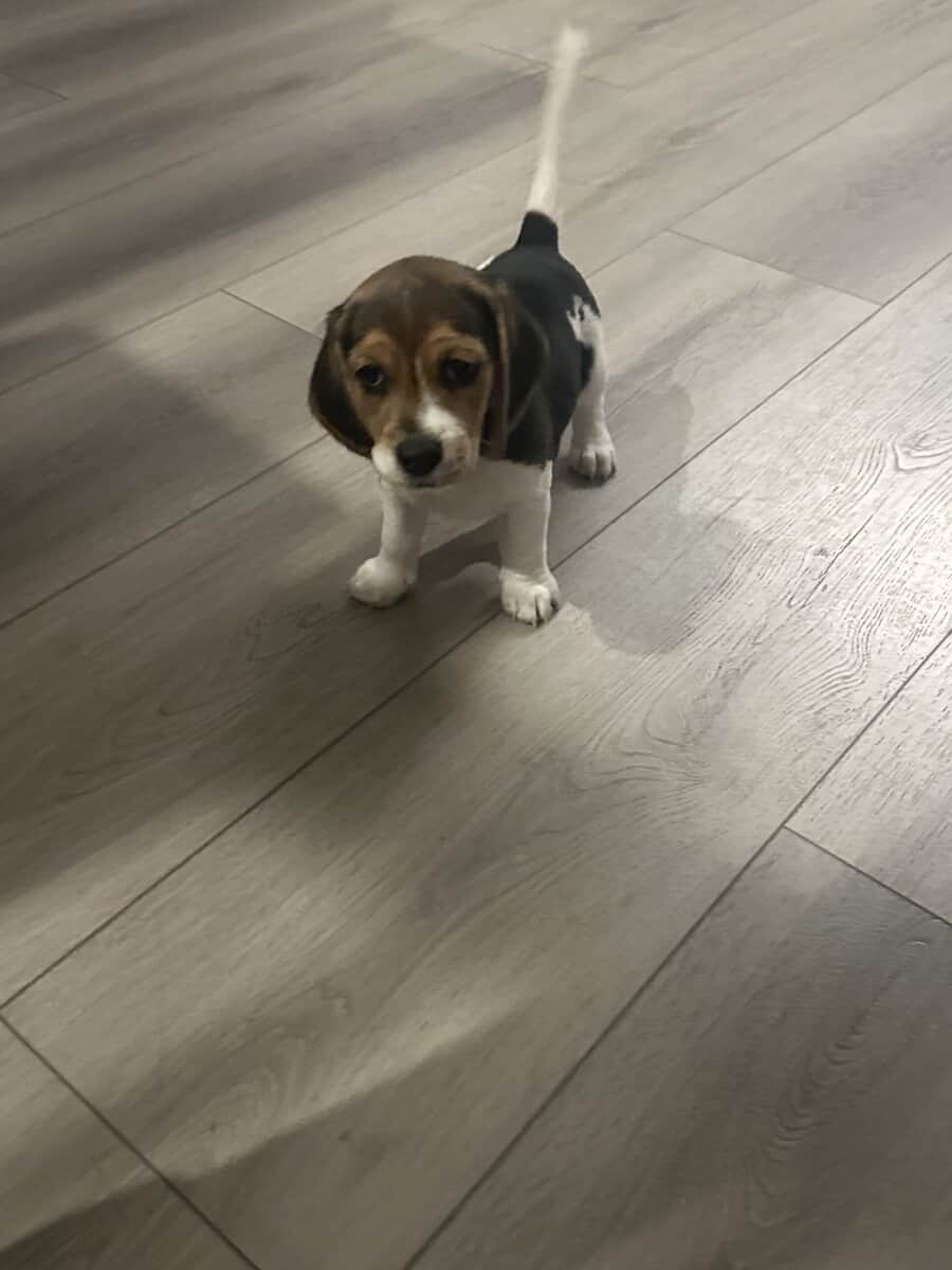 Beagle Puppies image 4