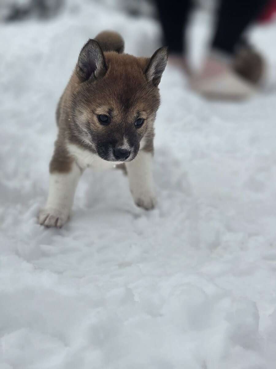 Bella image 2