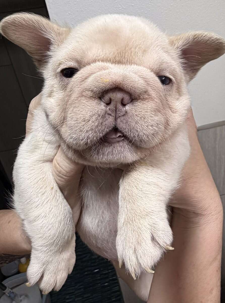 Female Big Rope French Bulldog image 5