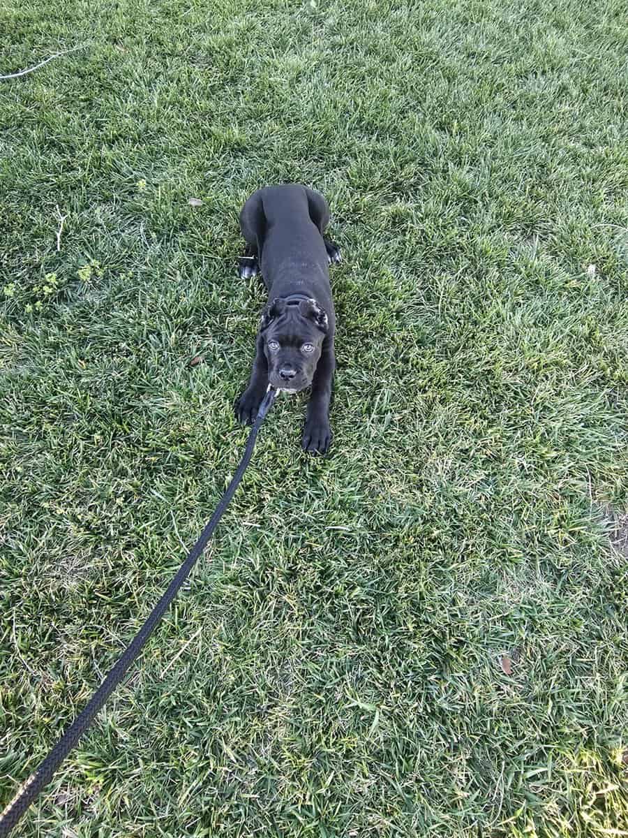 Cane Corso Pups for Sale image 9