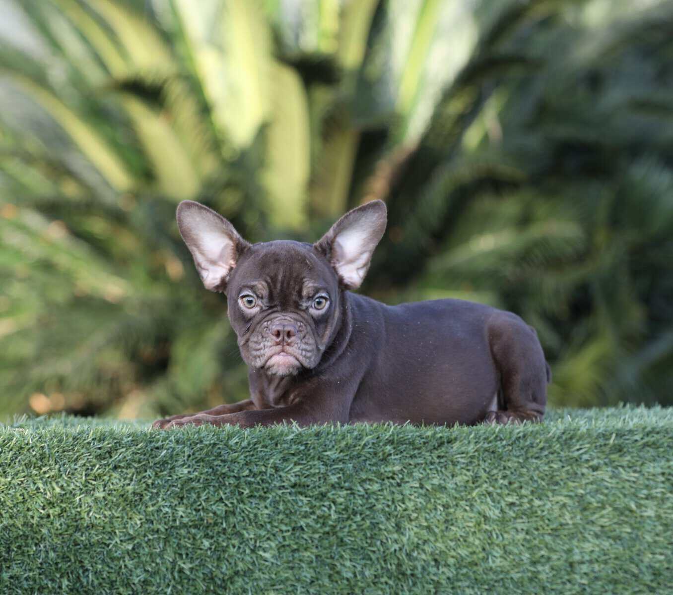 American Bully girls image 7
