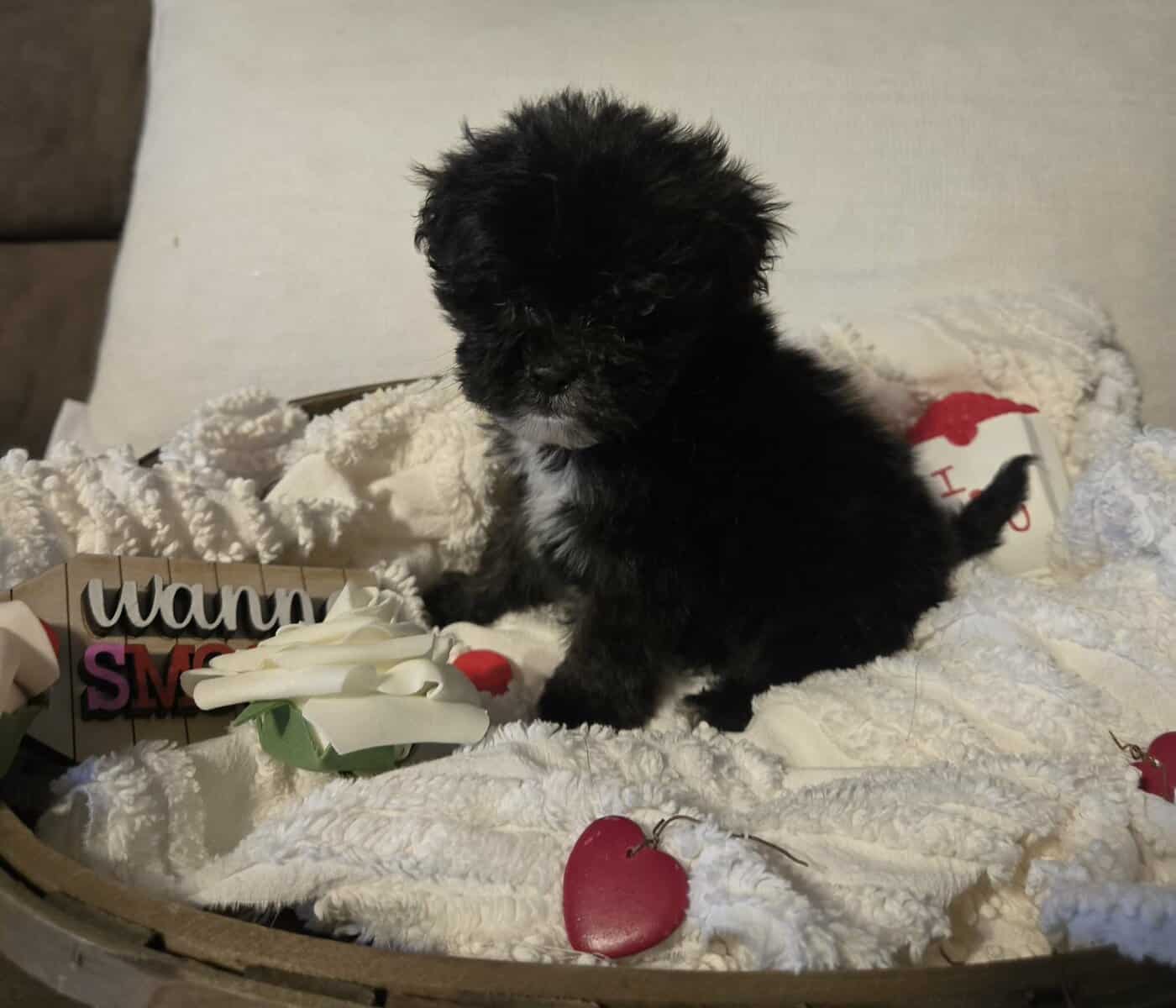 Lhasa Poo image 3