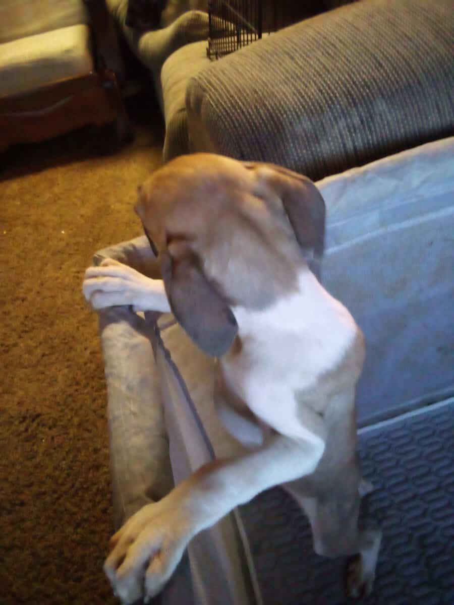 Great Dane puppies Saloon image 6