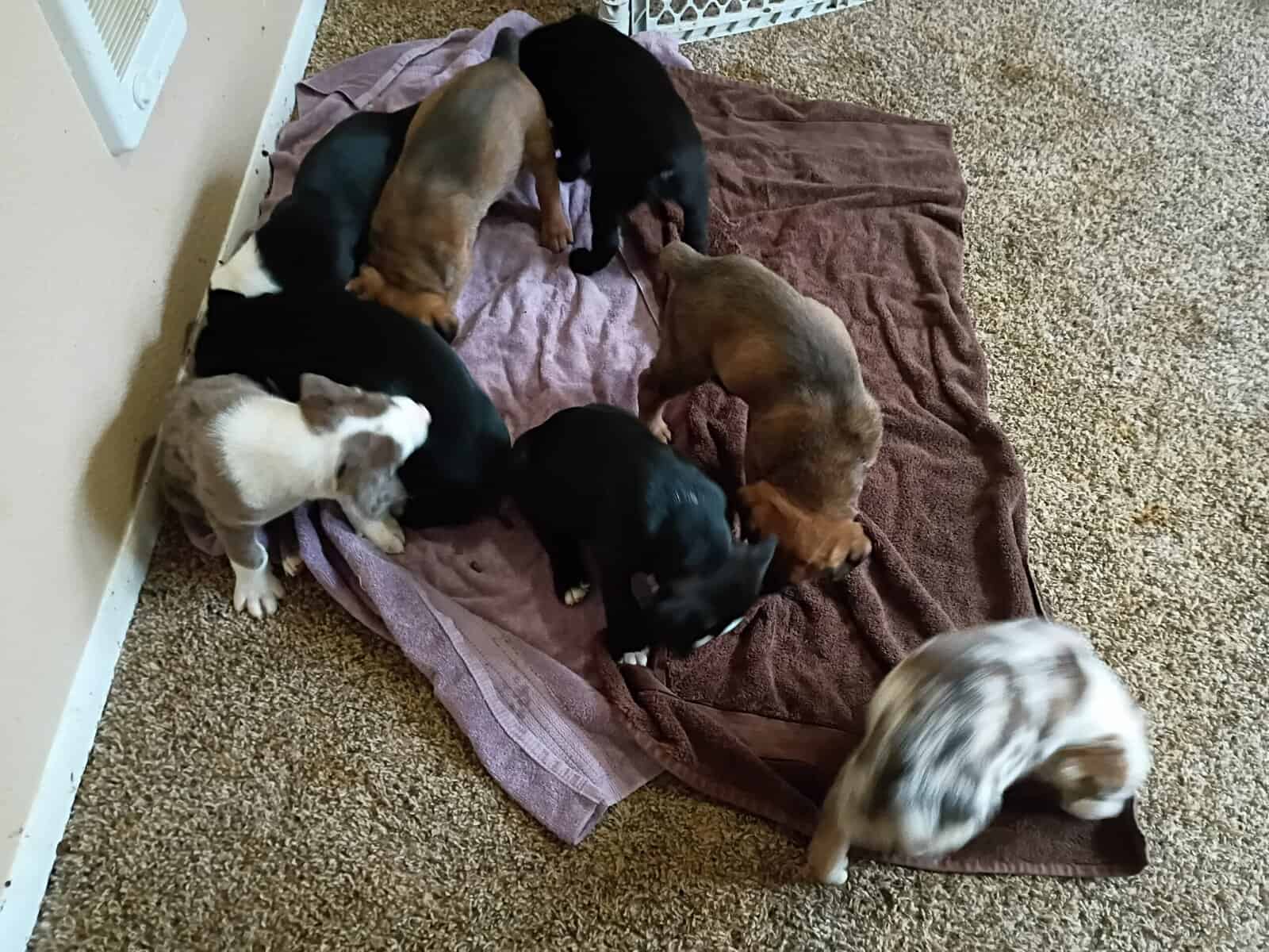 American Bully lab mix puppies image 9