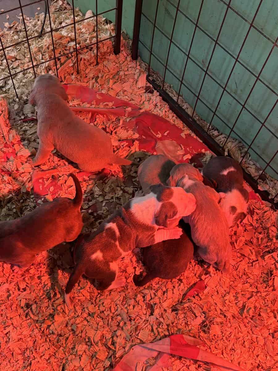 American Bully pups for sale image 3