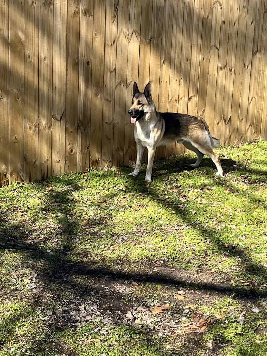 Akc German shepherds image 7