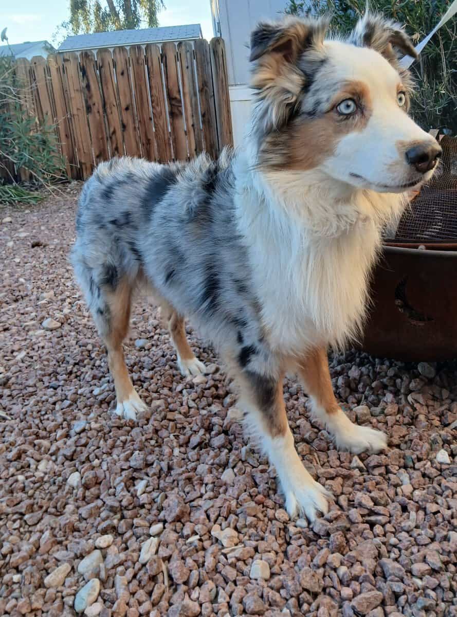 Australian Shepherd image 3