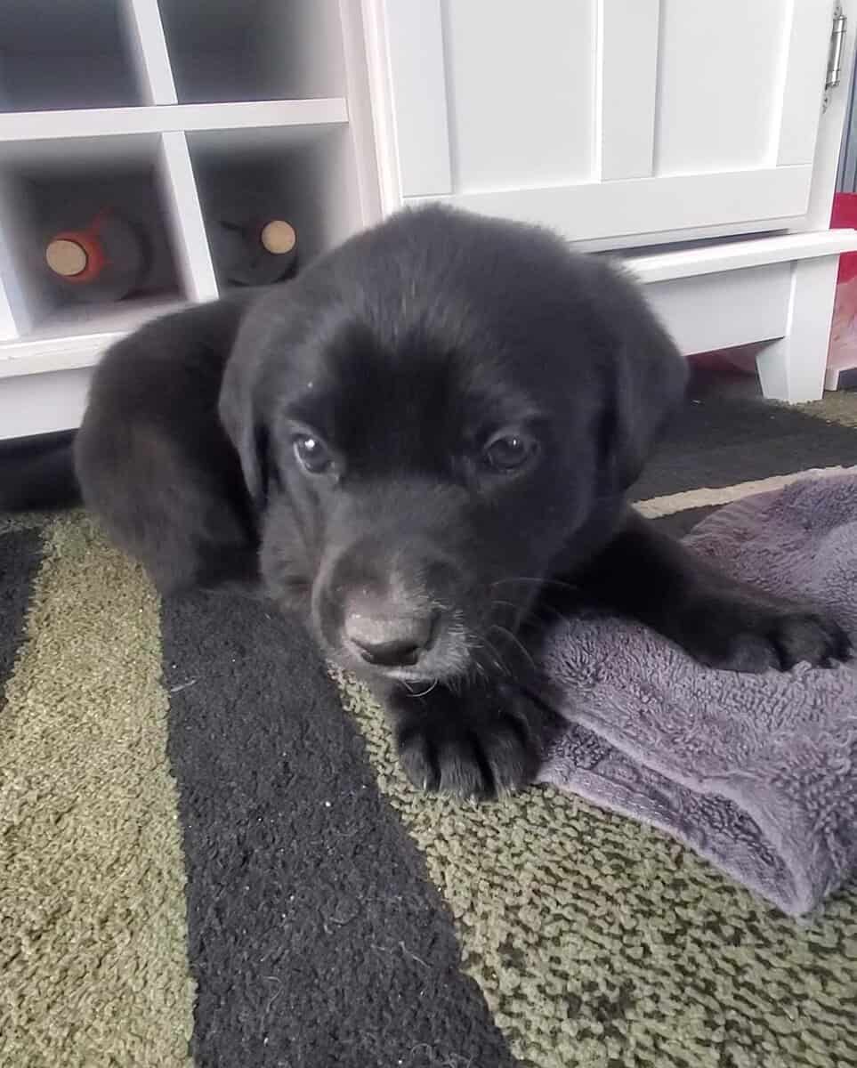 Puppies! image 8