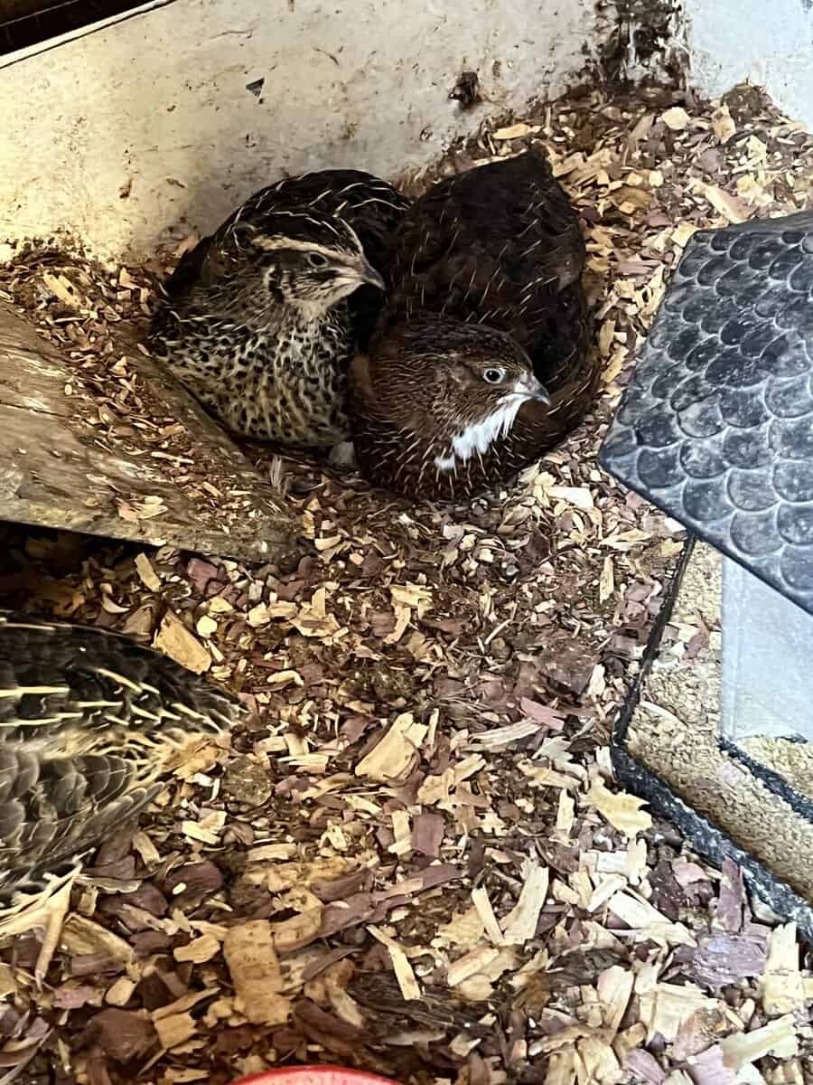 Ducks and Quail image 2