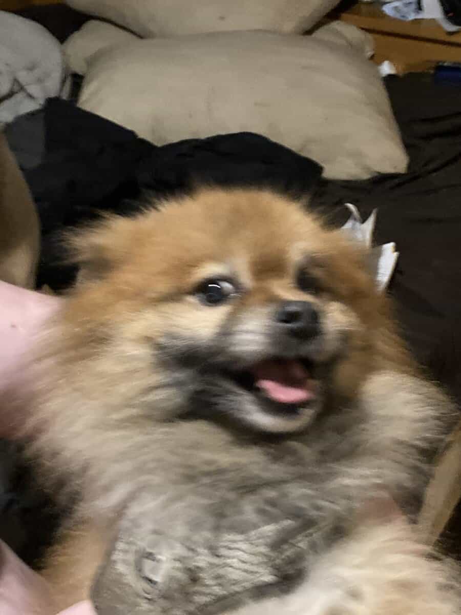 Sampson the Pomeranian needs a new home ASAP image 2