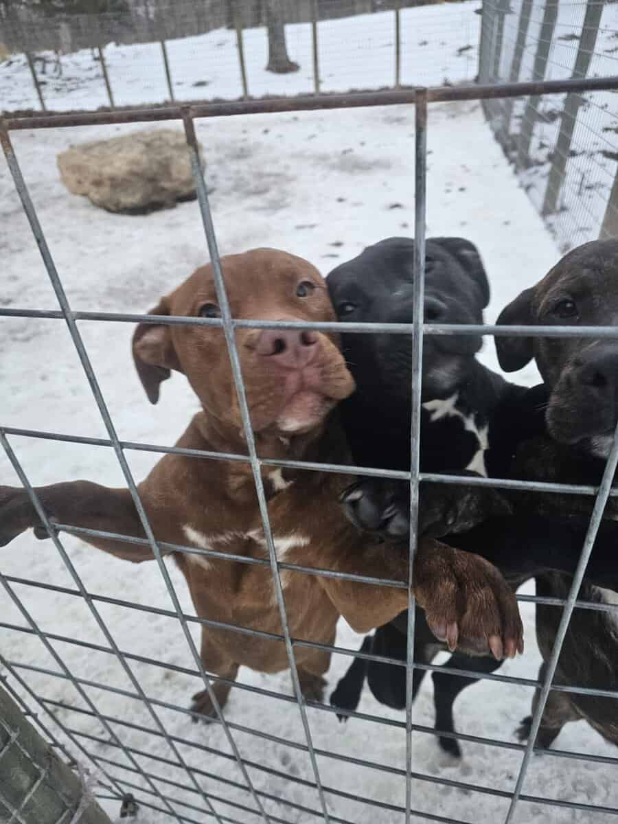 Labrador and Pit mix puppies desperate for homes image 5