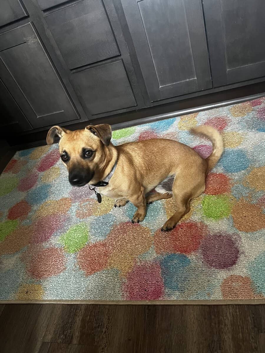 Free Dog image 1