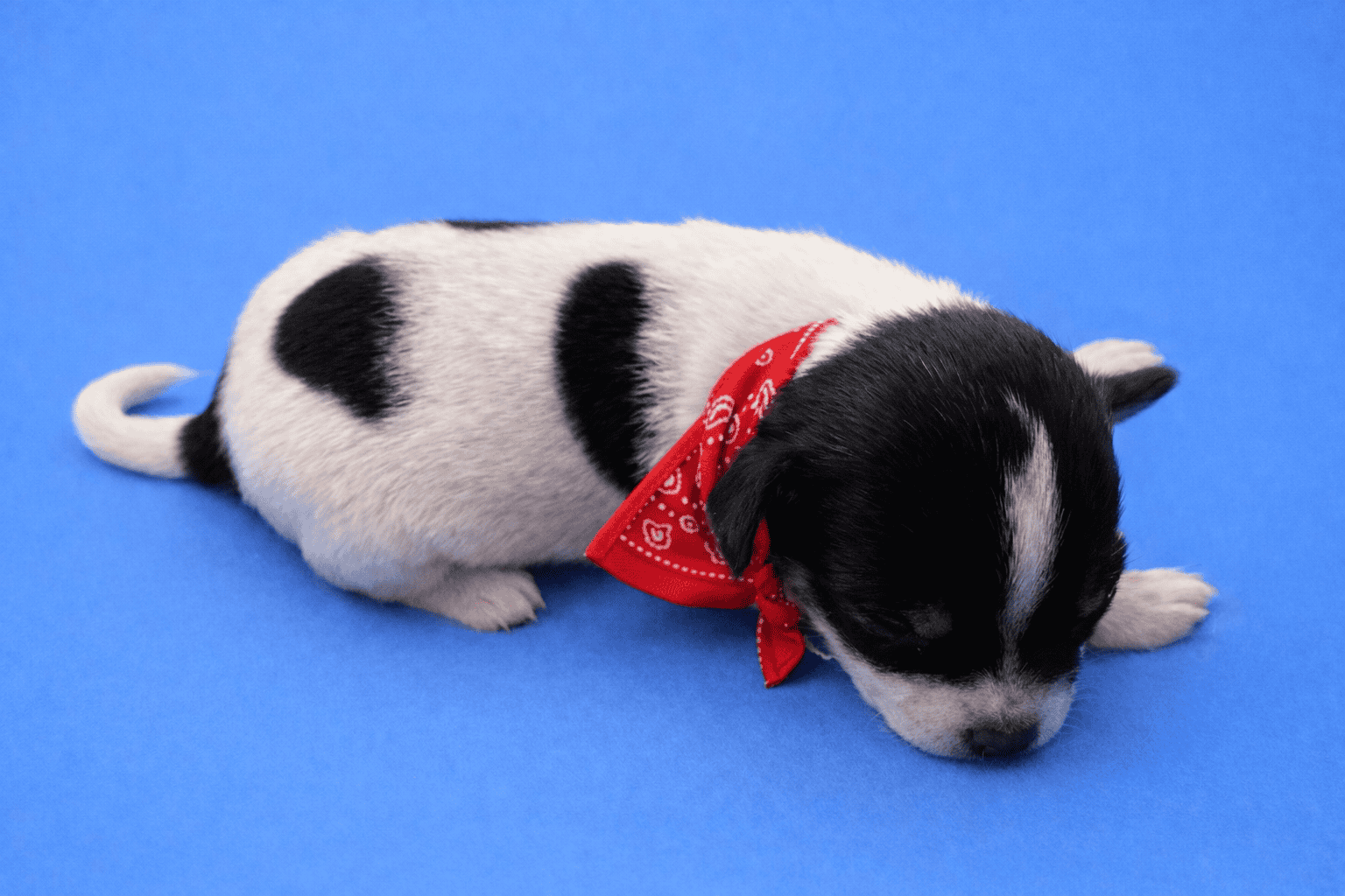 Male Chihuahua Puppies image 4
