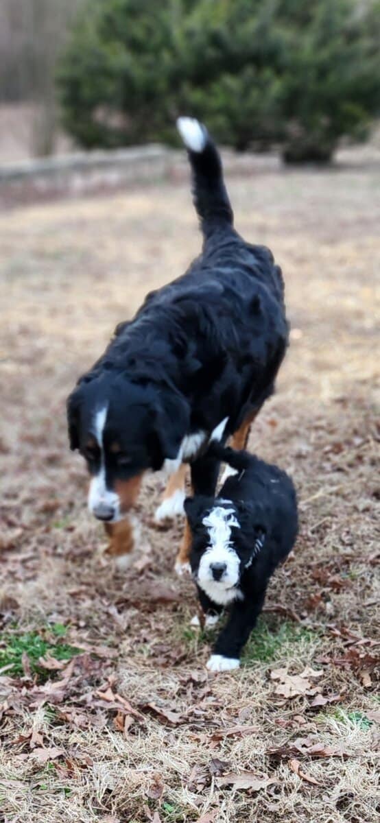 Bernedoodle F1 Puppies image 3