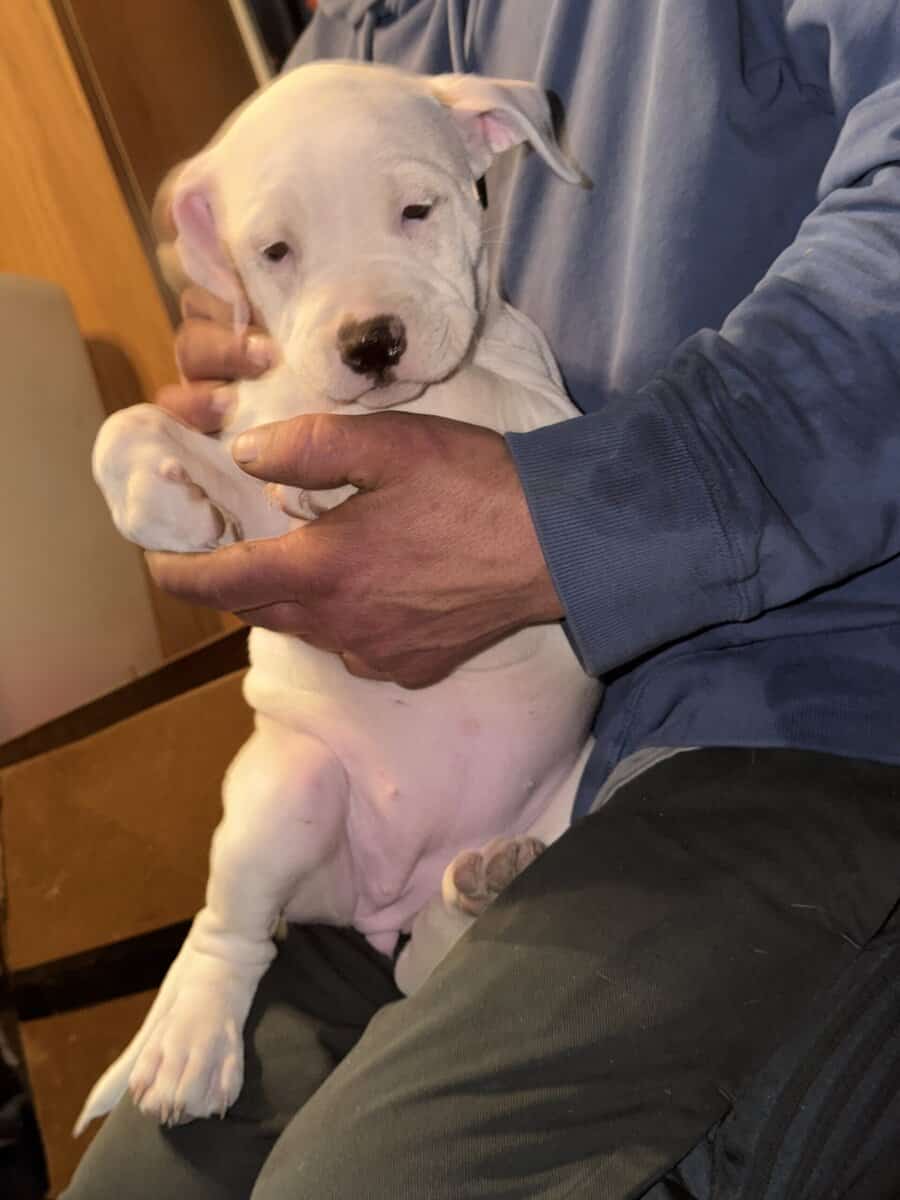 Adorable Staffordshire Terrier pups image 5