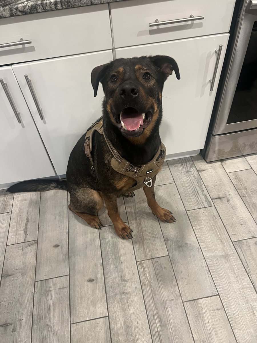 Meet Mike! The best boy. image 1